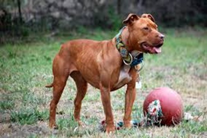 american pitbull terrier